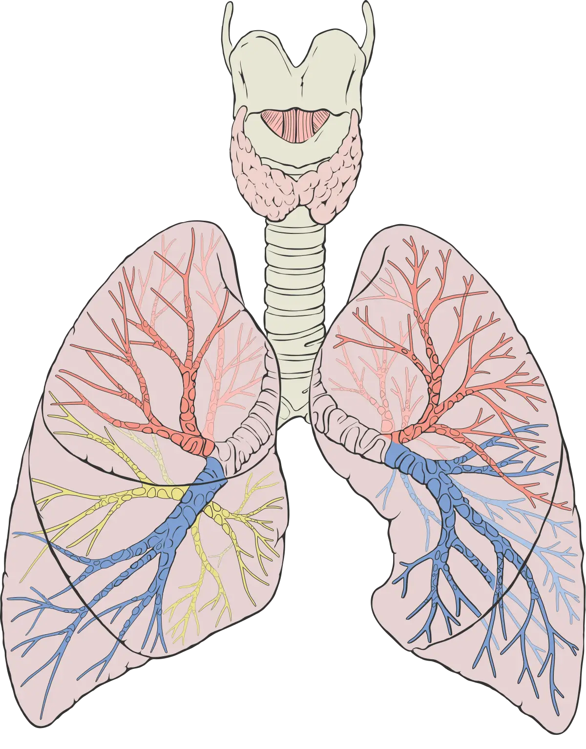 chest specialist in chandigarh, pulmonologist in chandigarh, best pulmonologist in chandigarh, best chest specialist in chandigarh, asthma specialist in chandigarh, best pulmonologist in mohali, lungs specialist in chandigarh, TB specialist doctor in Chandigarh, Lung cancer doctor in chandigarh, Lung function tests doctor in chandigarh, COPD Specialist doctor in chandigarh, Allergy specialist doctor in chandigarh, Breathing problems doctor in chandigarh
Pneumonia Treatment Doctor in Chandigarh, Best Bronchoscopy Doctor in chandigarh, Best bronchitis treatment doctors in chandigarh, polysomnography in Chandigarh, Sleep Apnea doctor in chandigarh, Interstitial lung diseases Specialist in chandigarh, respiratory doctor in chandigarh, asthma specialist doctor in chandigarh